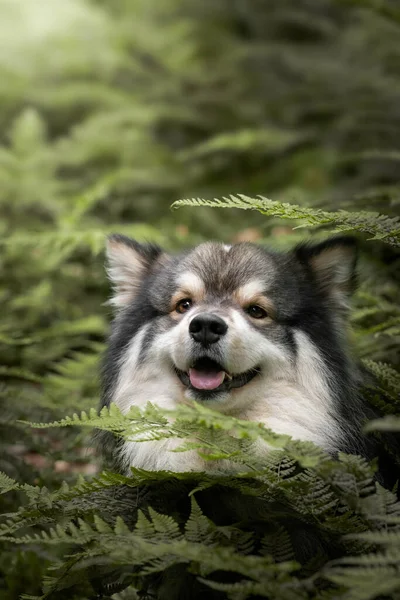 芬兰拉菲狗在森林或森林中户外的肖像 — 图库照片