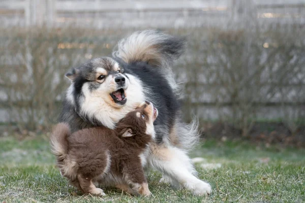 Portré Egy Finn Lapphund Kutya Kiskutya Játszik Szabadban Udvaron — Stock Fotó