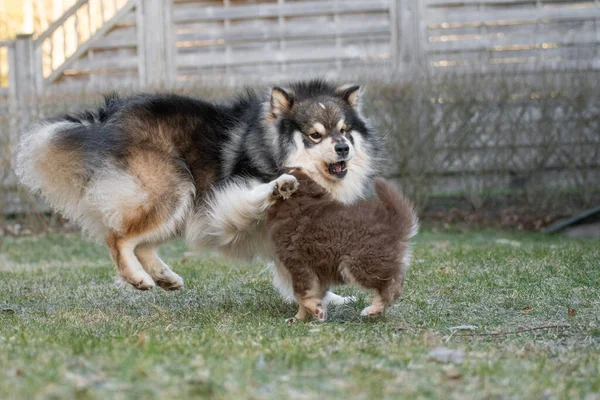 Portré Egy Finn Lapphund Kutya Kiskutya Játszik Szabadban Udvaron — Stock Fotó