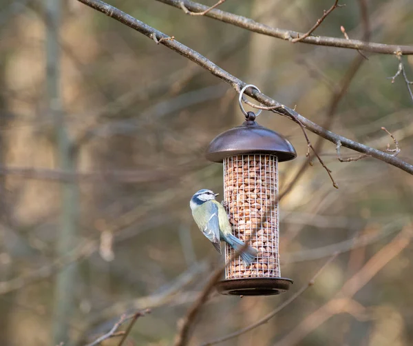 Fotografia Unei Păsări Care Mănâncă Alune Într Alimentator Păsări Curtea — Fotografie, imagine de stoc