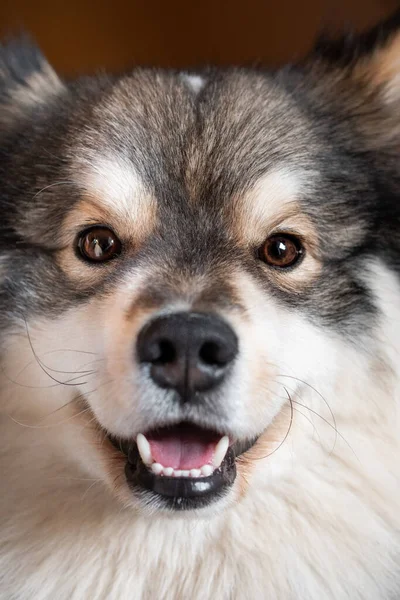 Portret Fińskiego Psa Lapphund Wyglądającego Szczęśliwego Uśmiechniętego — Zdjęcie stockowe