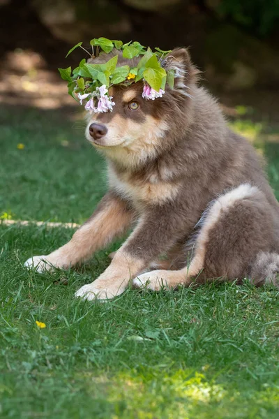 Πορτρέτο Ενός Φινλανδικού Σκύλου Και Κουταβιού Lapphund Που Φορά Στεφάνι — Φωτογραφία Αρχείου