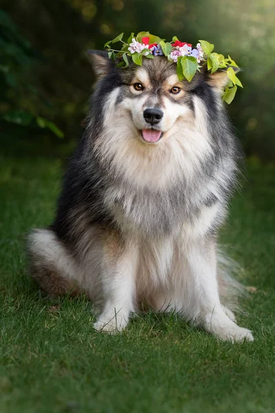 Retrato Cão Lapphund Finlandês Usando Uma Coroa Flores Verão Livre — Fotografia de Stock