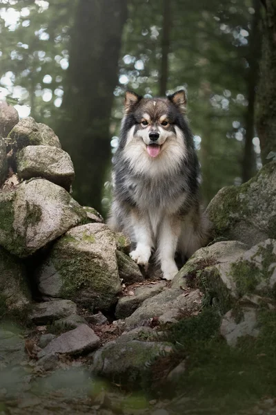 Портрет Финской Лапландской Собаки Открытом Воздухе Лесу Лесу — стоковое фото