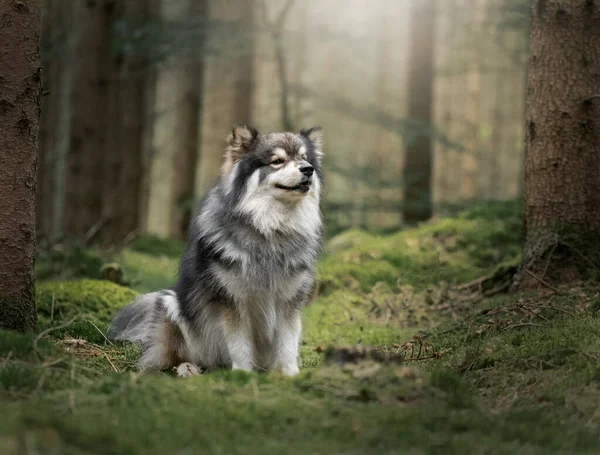 森の中や森の中のフィンランドのラップランド犬の肖像 — ストック写真