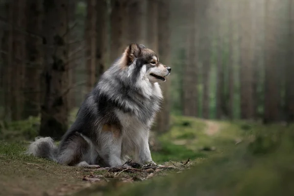 Retrato Cão Lapphund Finlandês Livre Floresta Floresta — Fotografia de Stock