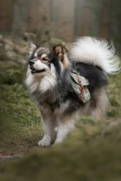 Portrait Finnish Lapphund Dog Wearing Adventure Backpack Outdoors Forest Woods —  Fotos de Stock