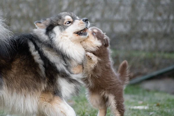 Portré Egy Finn Lapphund Kutya Kiskutya Játszik Szabadban Udvaron — Stock Fotó