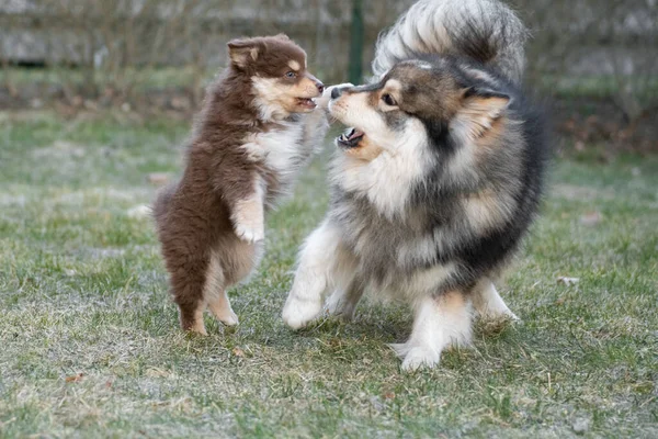 Bahçede oynayan Fin Lapphund köpeği ve köpek yavrusunun portresi.