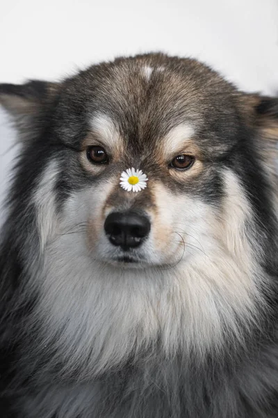 Portrait Young Finnish Lapphund Dog Flower His Nose — ストック写真