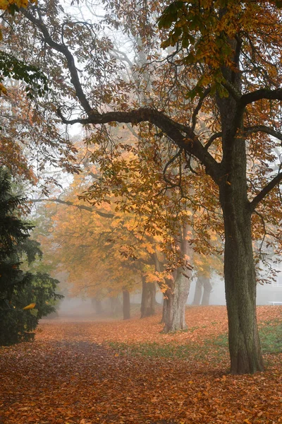 Photo of a path in park while foggy weather in autumn