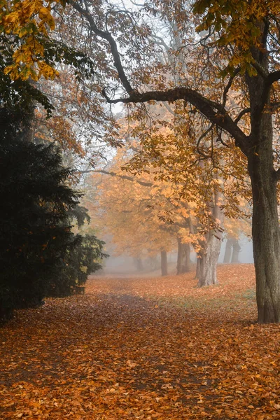 Photo Path Park While Foggy Weather Autumn — Stock fotografie