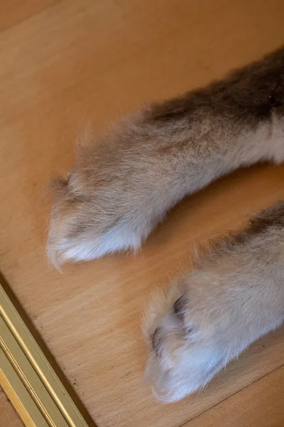 Photo of the paws of a Finnish Lapphund puppy dog indoors