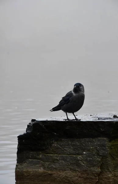 Photo Oiseau Corbeau Noir Près Lac Pendant Automne Temps Brumeux — Photo