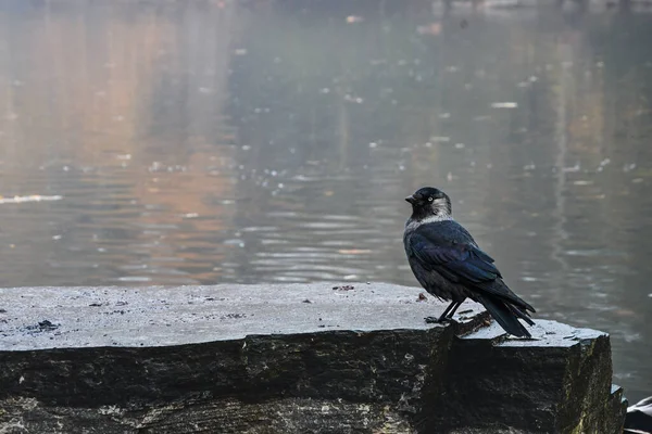 Photo Black Crow Bird Lake Autumn — Stockfoto
