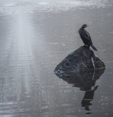 Sisli sonbahar havasında gölde bir taşın üzerinde oturan karabatak bir kuş.