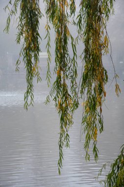 A tree hanging down in front of foggy lake during autumn or fall