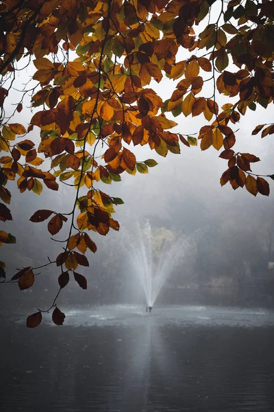Tree Hanging Front Foggy Lake Autumn Fall — Stockfoto