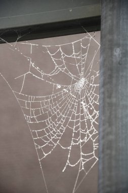 Sisli havada örümceğin yakın çekim ya da makro görüntüsü