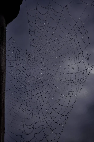 Closeup Macro Spiderweb Dramatic Photo — Stockfoto