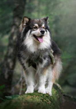 Açık havada sırt çantası takan genç bir Fin Lapphund köpeğinin portresi