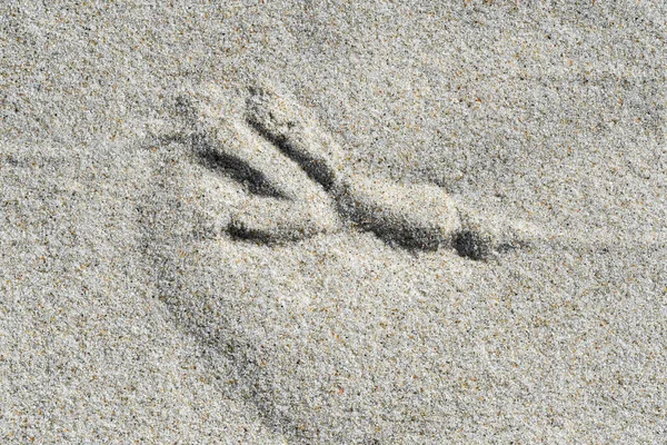 Closeup Macro Footprint Bird Sand Beach — Photo