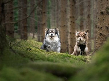 Portrait of a young Finnish Lapphund dog and puppy sitting in the forest or woods