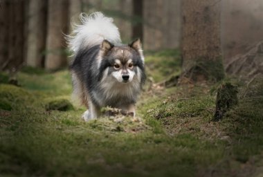 Ormanda ya da ormanda koşan genç bir Fin Lapphund köpeğinin portresi