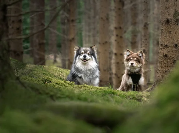 Portrait Young Finnish Lapphund Dog Puppy Sitting Forest Woods — Φωτογραφία Αρχείου