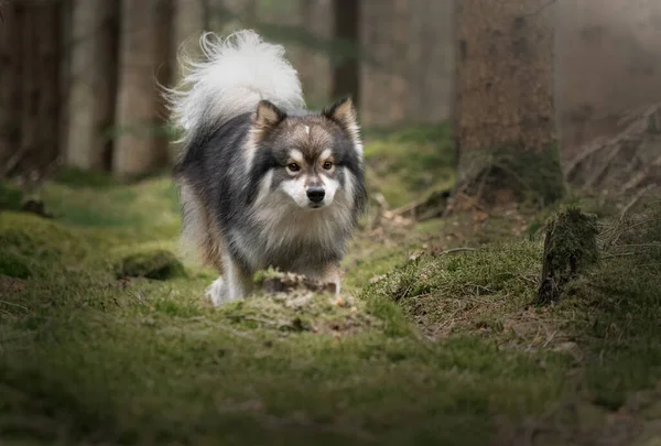 Portrait Young Finnish Lapphund Dog Running Outdoors Forest Woods — Foto de Stock