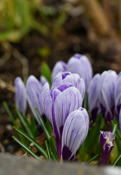 Closeup Macro Purple Flowers Spring Season — Zdjęcie stockowe