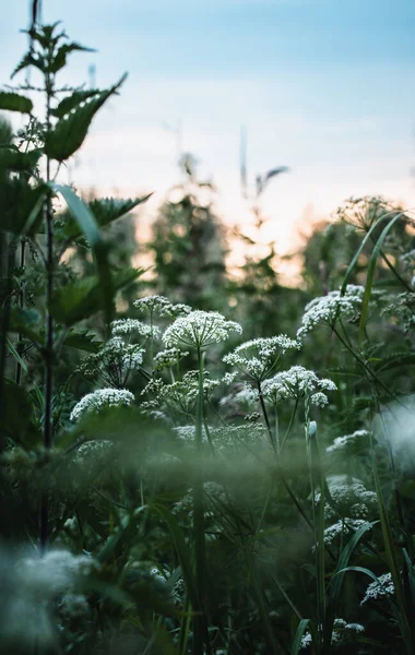 Photo Flowers Plants Sunset — Stockfoto