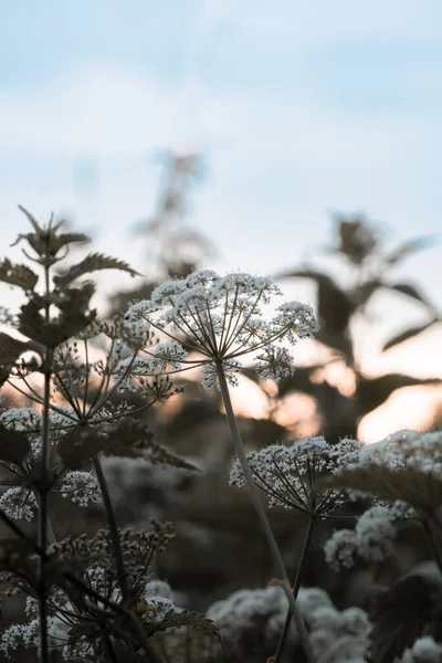 Photo Flowers Plants Sunset — Φωτογραφία Αρχείου