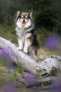 Portrait of a young Finnish Lapphund dog sitting outdoors standing on fallen tree