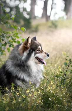 Portrait of a young Finnish Lapphund dog sitting outdoors in flowers and grass