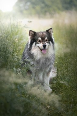 Portrait of a young Finnish Lapphund dog sitting outdoors in grass