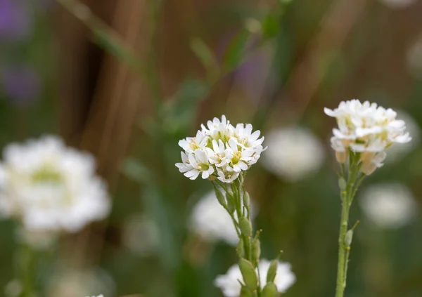 Closeup Macro White Flower Summer Season — ストック写真