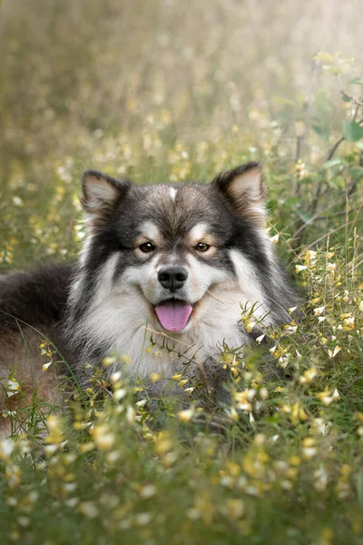 Portrait of a young Finnish Lapphund dog sitting outdoors in flowers and grass