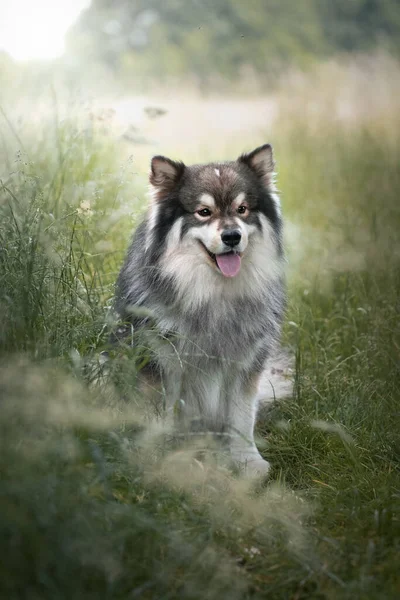 Portrait Young Finnish Lapphund Dog Sitting Outdoors Grass — 图库照片