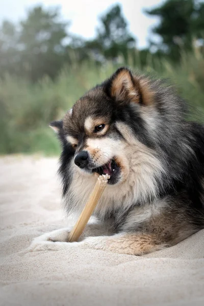 Portrait Young Finnish Lapphund Dog Beach Chewing Bone — Stockfoto