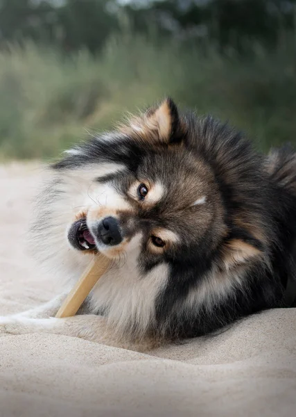 Portrait Young Finnish Lapphund Dog Beach Chewing Bone — Φωτογραφία Αρχείου