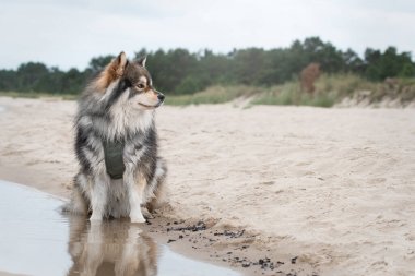 Portrait of a young Finnish Lapphund dog sitting on beach