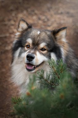 Portrait of a young Finnish Lapphund dog outdoors in forest or woods