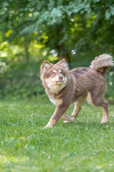 Young Finnish Lapphund Dog Puppy Chasing Playing Soap Bubble —  Fotos de Stock