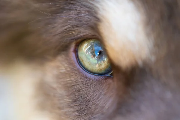 Closeup Eye Young Finnish Lapphund Dog Puppy — Stockfoto