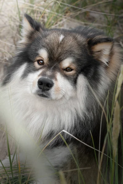 Portrait Young Finnish Lapphund Dog Outdoors — Stockfoto