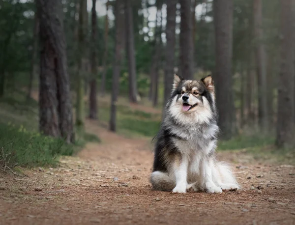 Portrait Young Finnish Lapphund Dog Outdoors Forest Woods — Foto de Stock