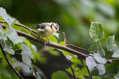 A great tit bird on a branch of a tree outdoors