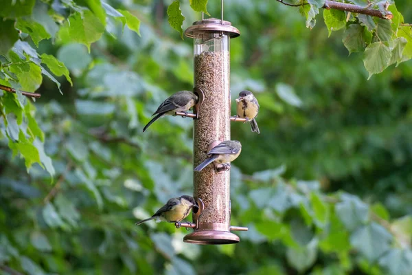 Great tit bird on a bird feeder outdoors in summer