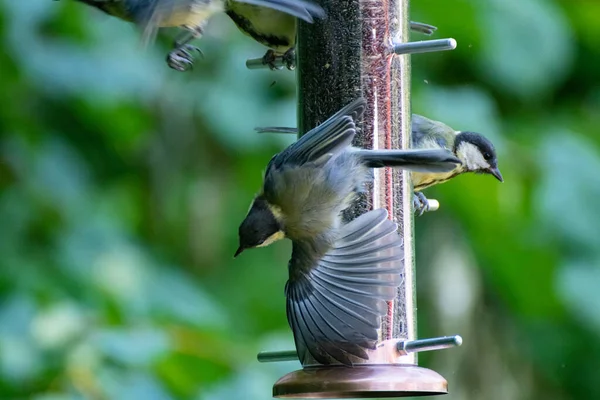 Many great tit birds on a bird feeder outdoors in summer